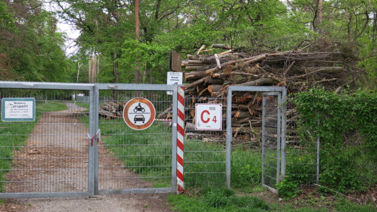 Waldspaziergang im Stadtwald C4