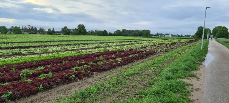 Keine Rücknahme der Einstufung „Regionaler Grünzug“ und „Vorranggebiet für die Landwirtschaft“ im Bereich 4. Gewann Biblis